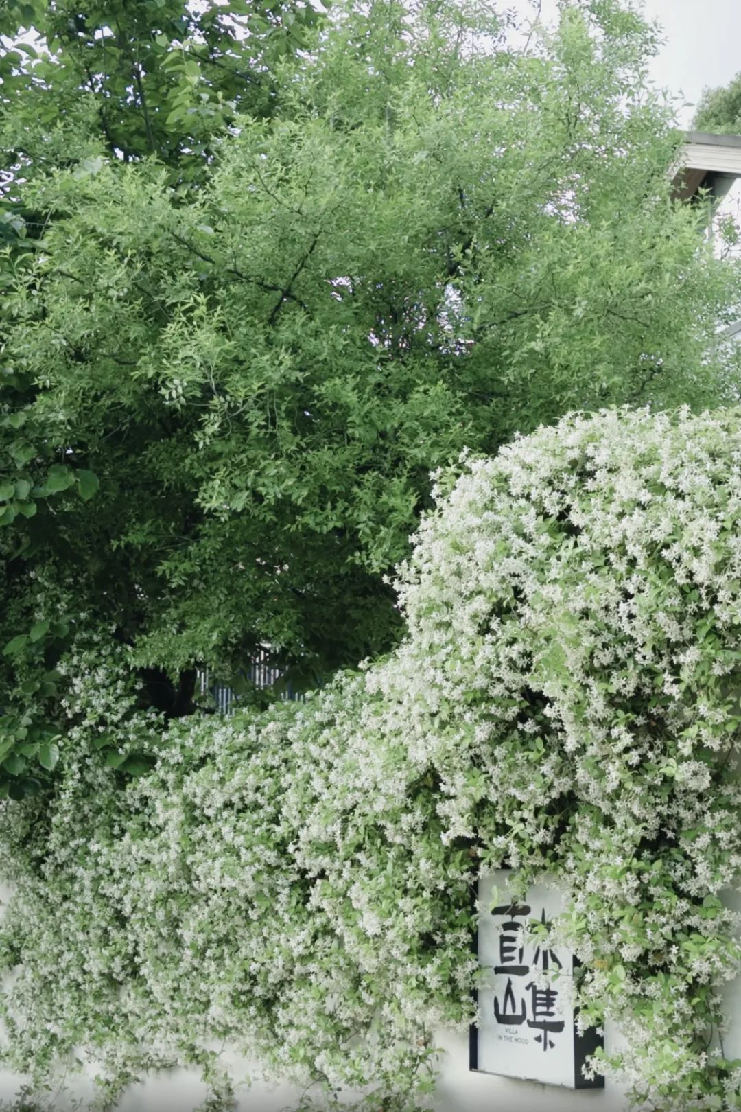 ΢ňDƬ